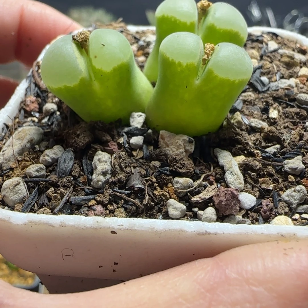 七*2.2号多肉Y40081号