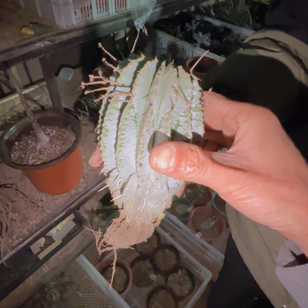 钢***炮块根植物块根植物