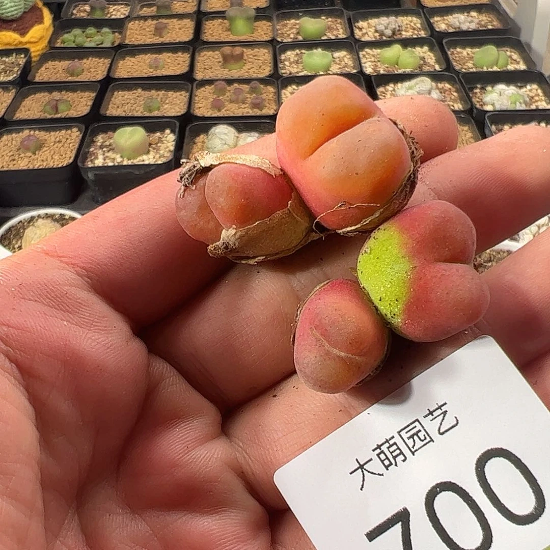一物一拍脱土发。    700