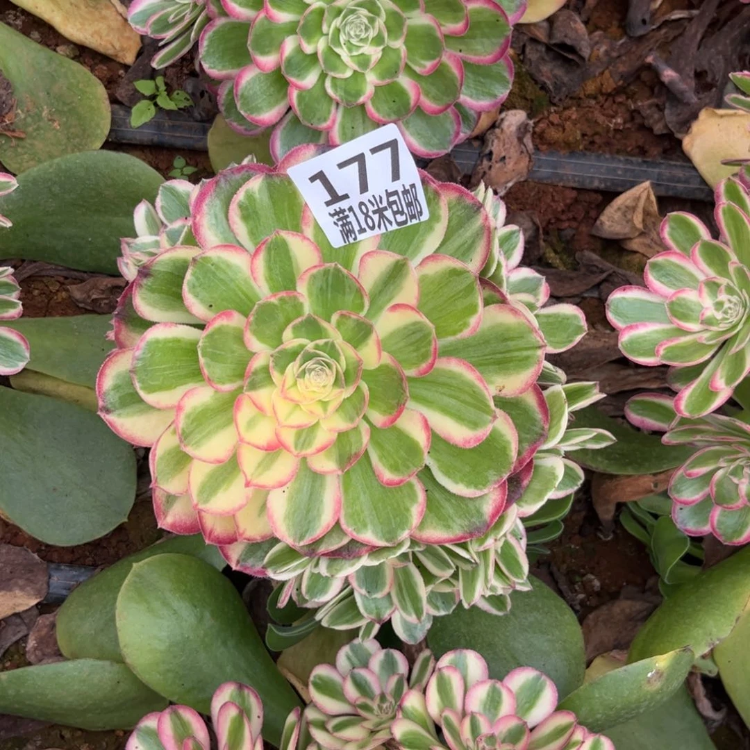 菠***包177云南孔雀翎手捧朵朵