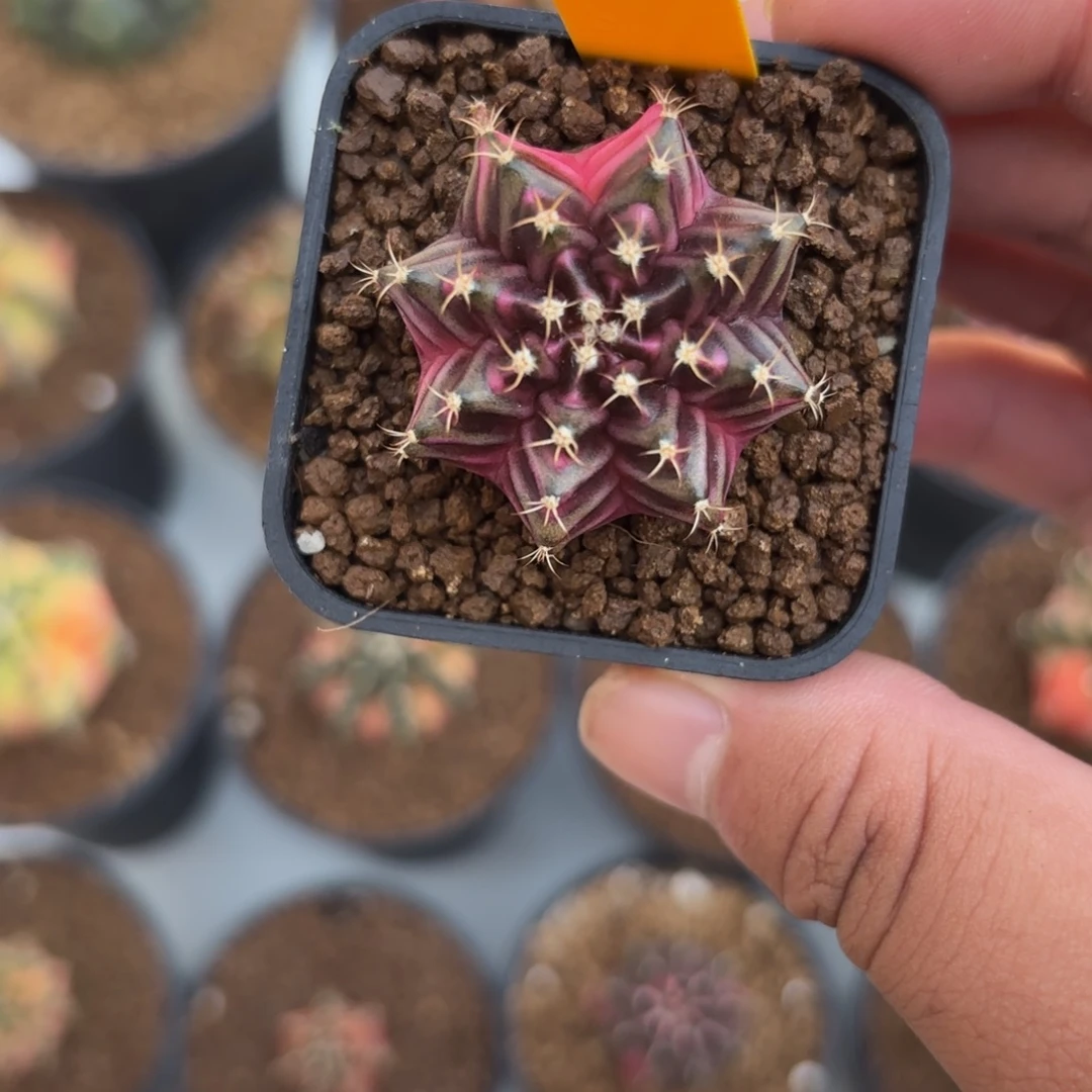 262-0101泰国发货多肉