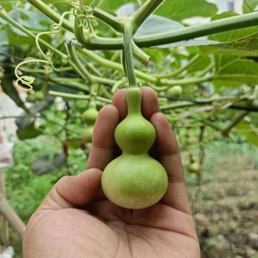 【一葫老九】九宝葫芦种子，平均7公分小尺寸一把抓。