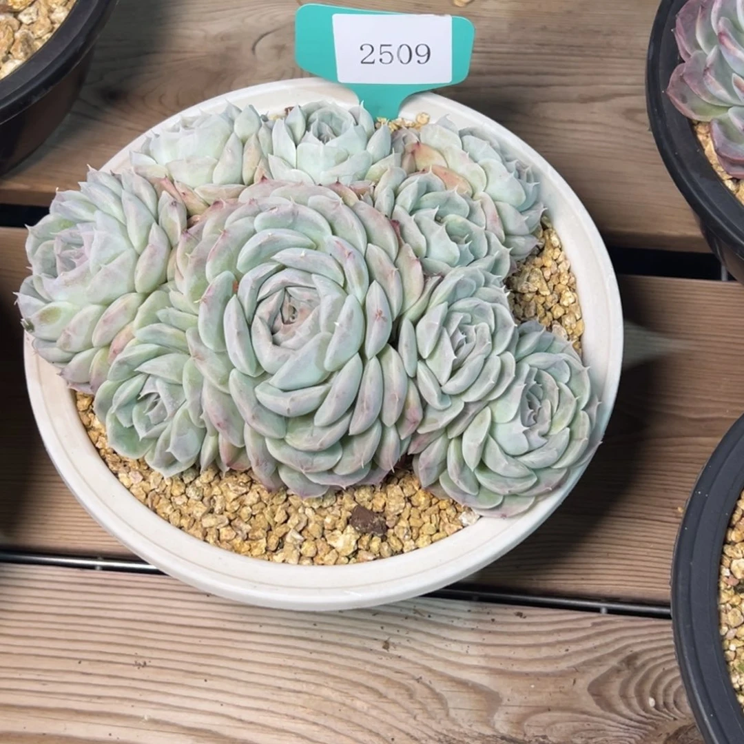 萍*2509二多多多多多