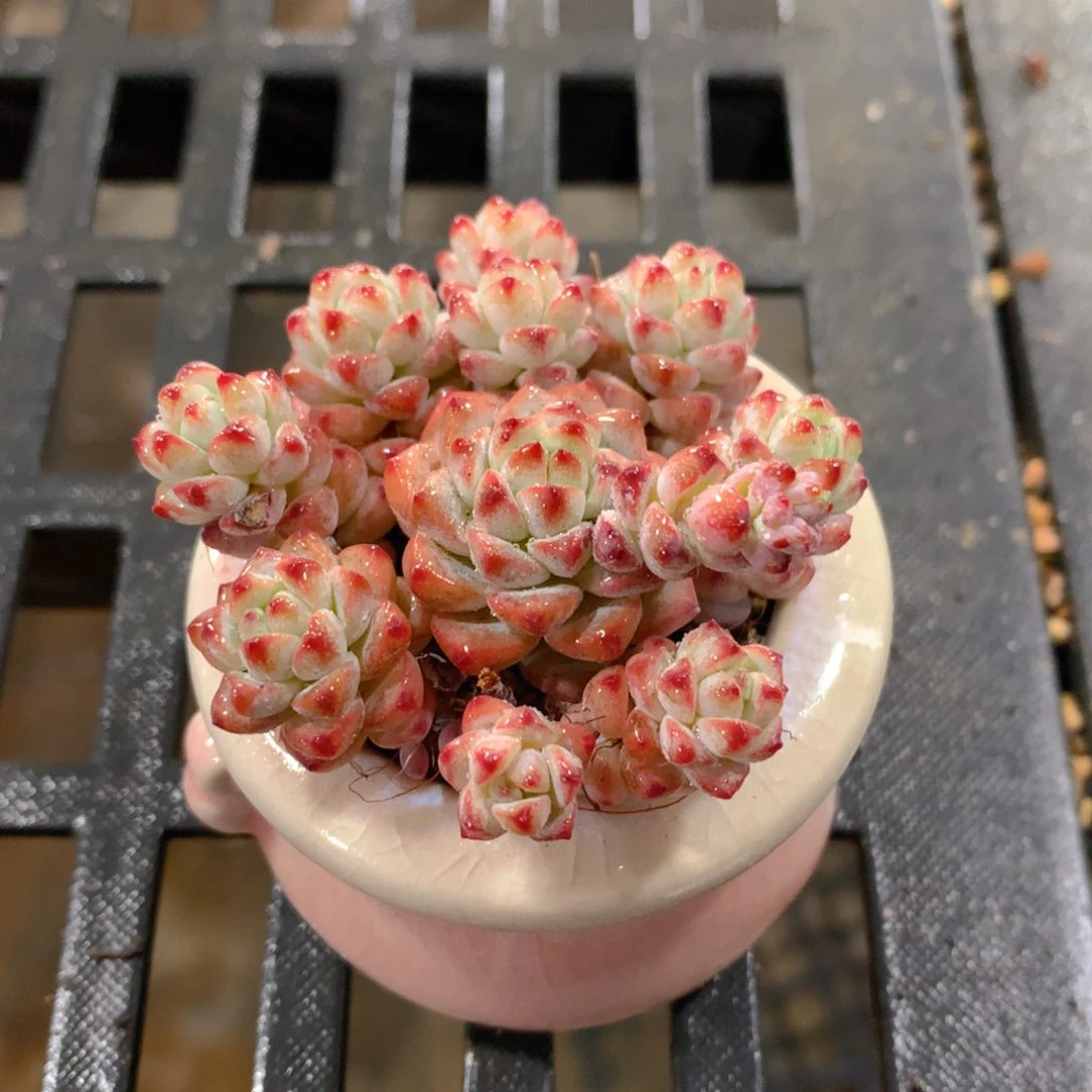 肉萌萌精控多肉 5cm盆量拍 焦糖精灵带盆