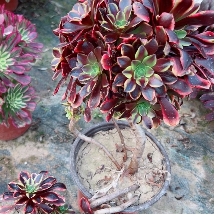 江*丽790欧嘉莉多肉不包段枝