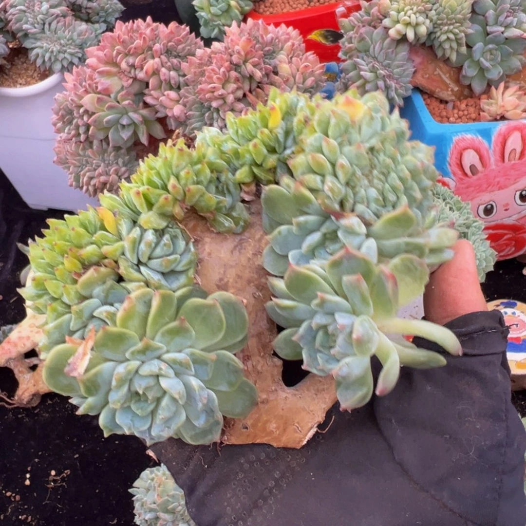 小桃花冰魄缀微瑕