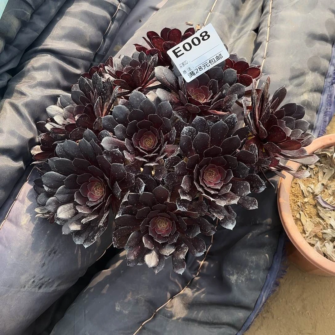 笑**开008黑铜壶多肉植物