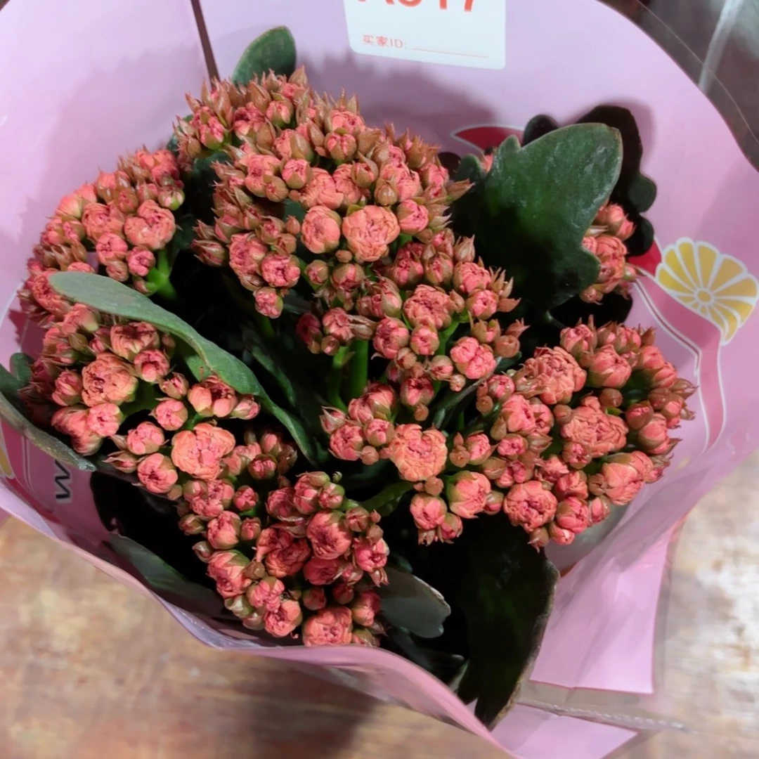 A517凤栖梧桐长寿花一颗
