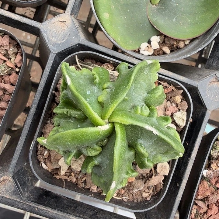 实生核桃单头4仙人球