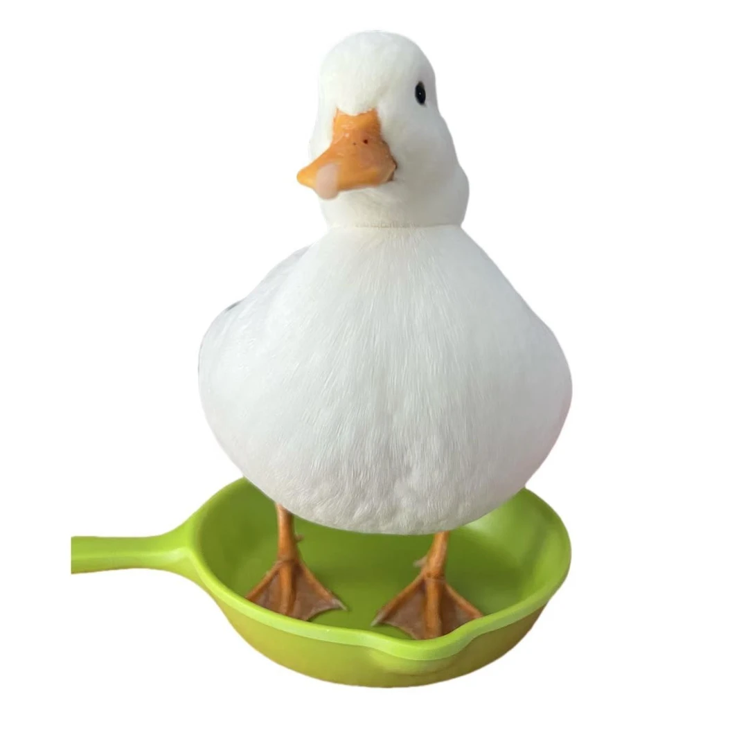 可爱亲人好养的S级网红柯尔鸭宠物鸭