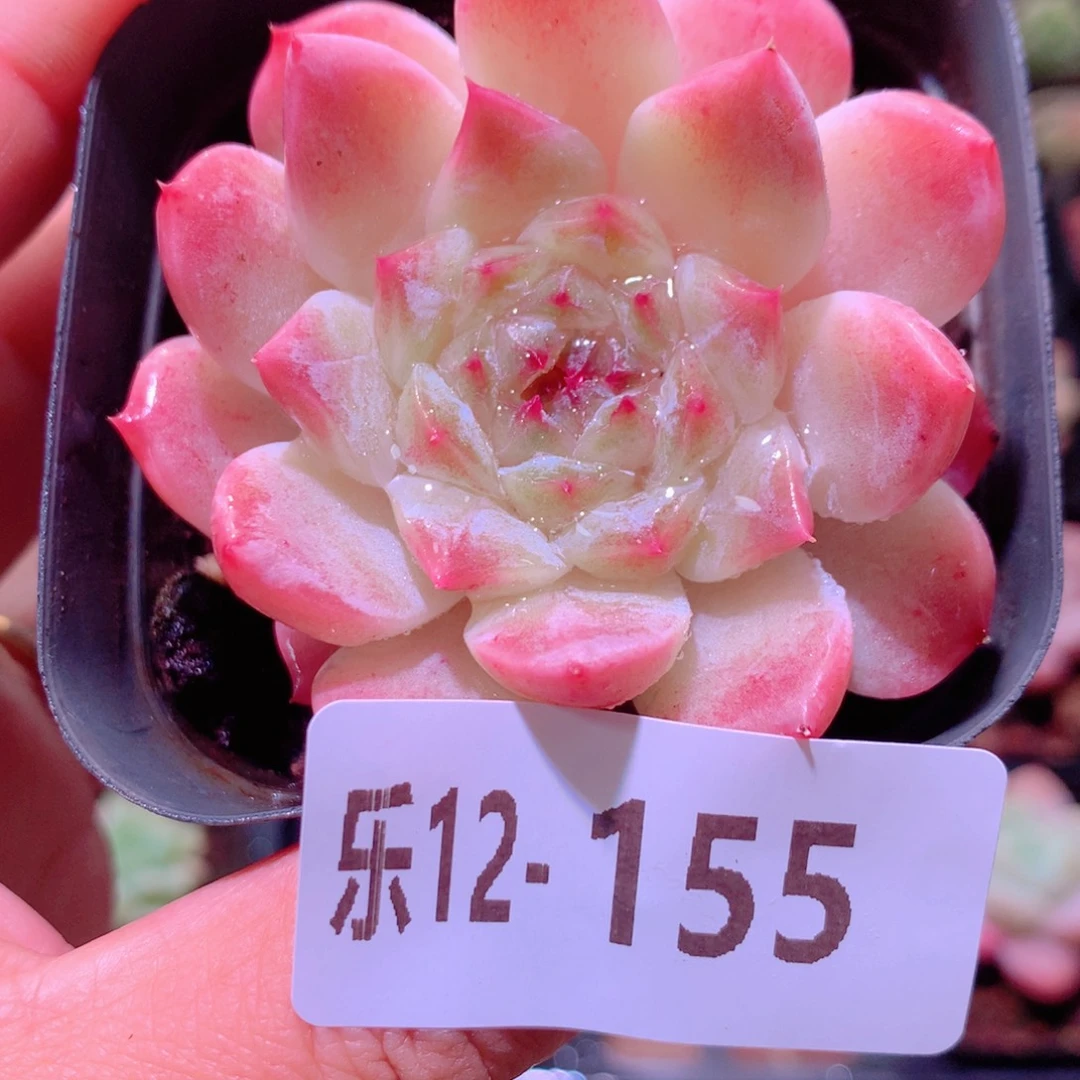 乐然12-155 秘境冰魄