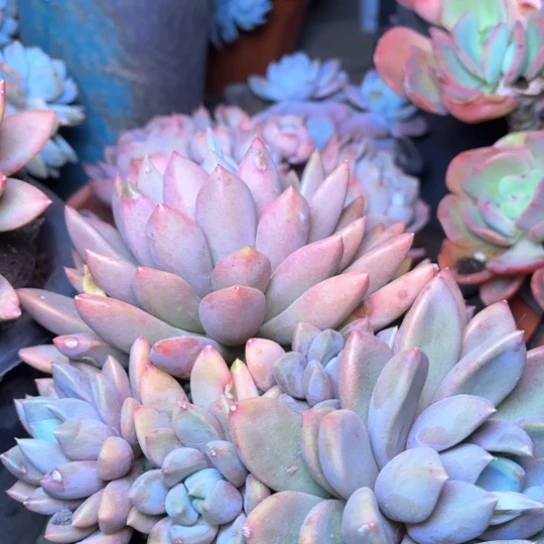 窝*乖多肉植物的植物