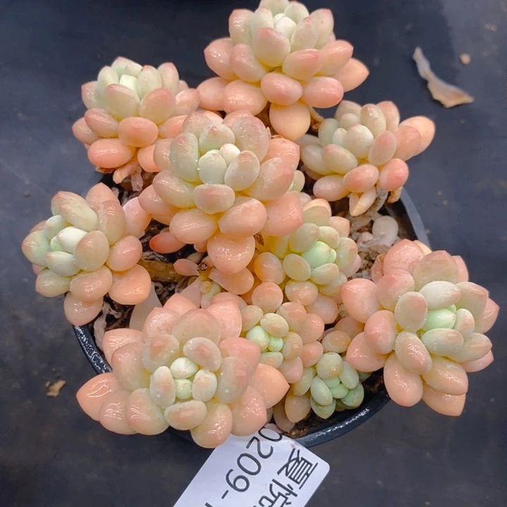 夏悦多肉0209-169洛可可