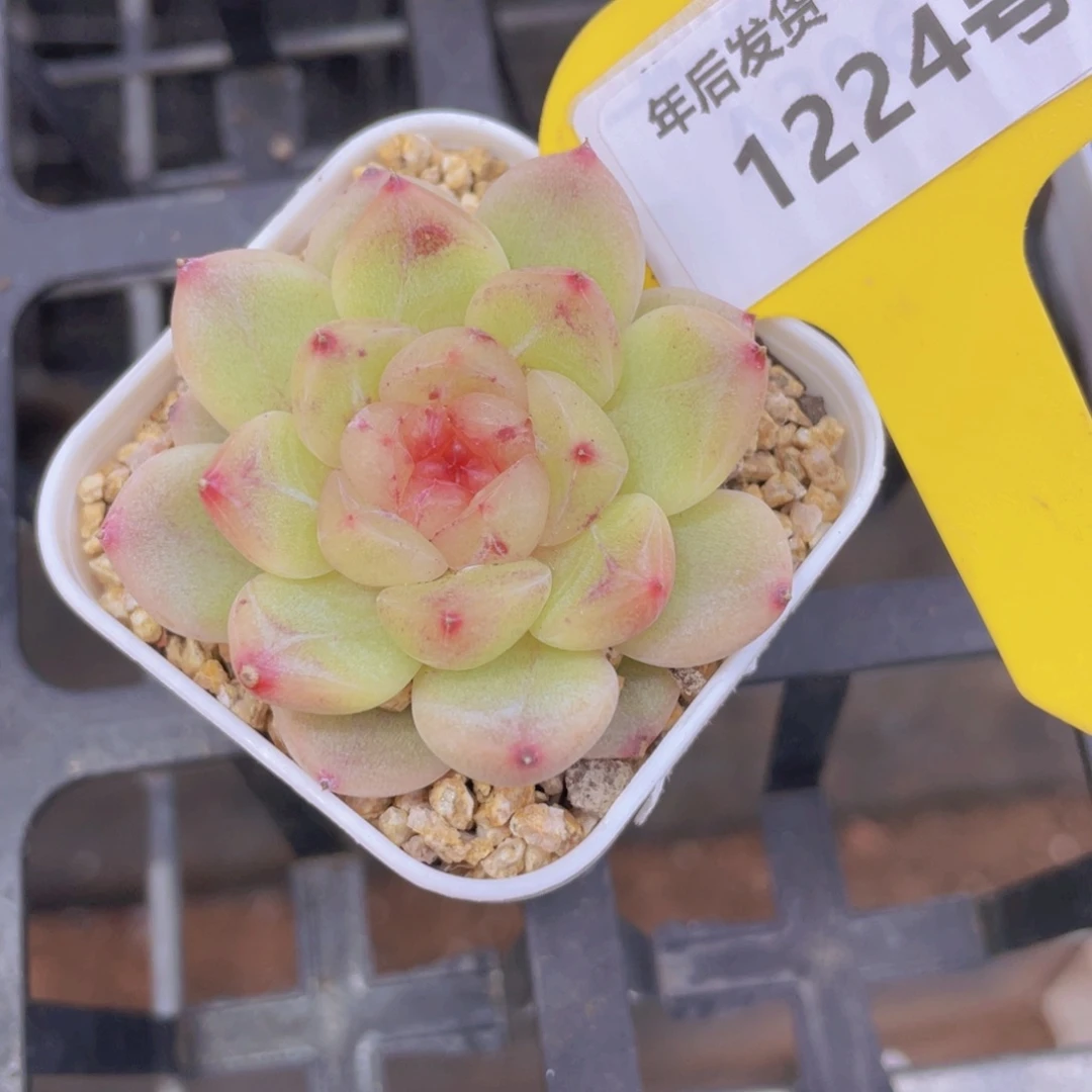 1224号厚叶糖心珍妮