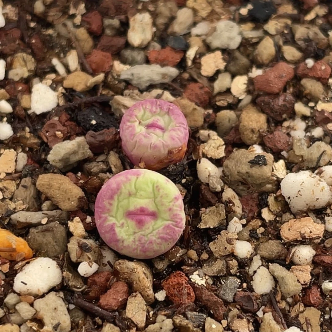 26-19嘴多肉植物肉锥