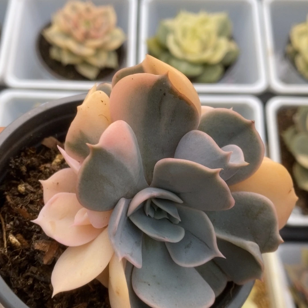 591双子座锦锦锦锦锦锦锦