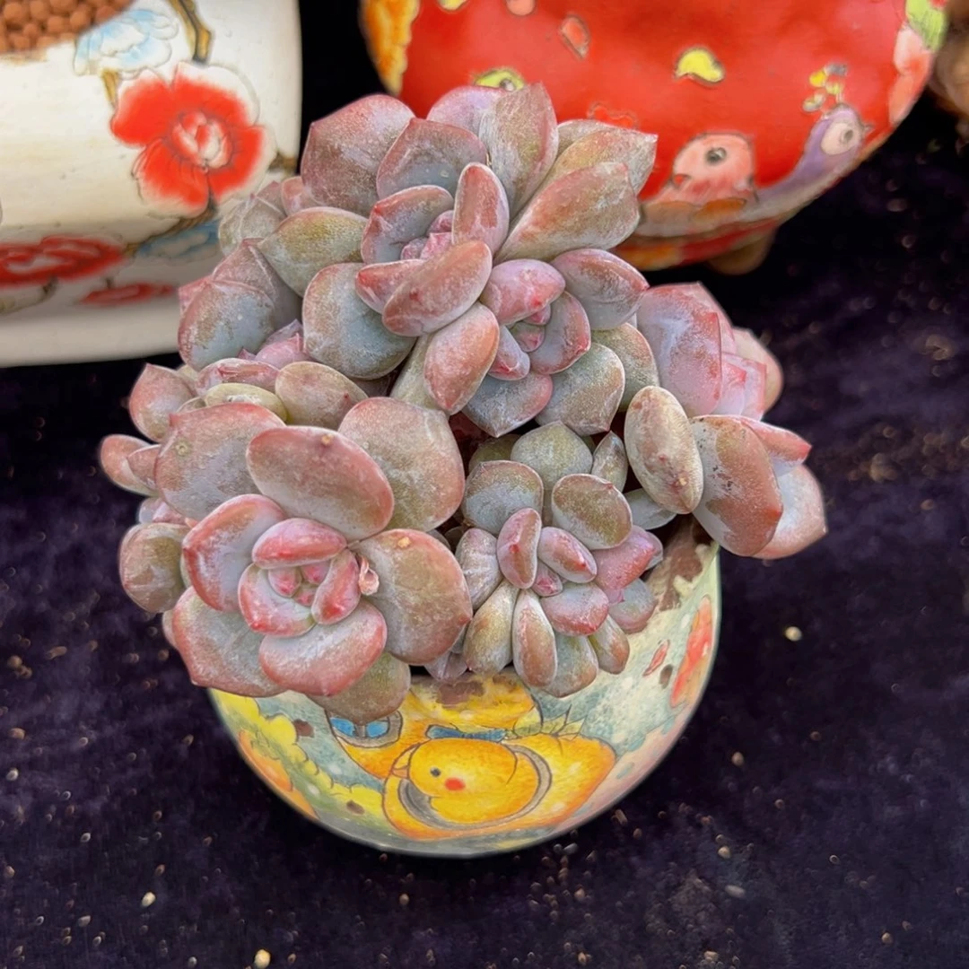 新年快乐 新年快乐 新年快乐