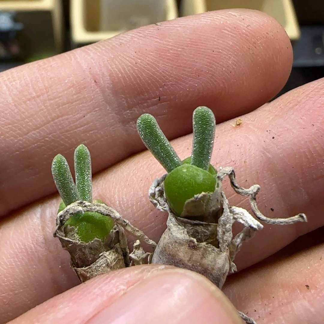 9.19。  碧光环。   2052