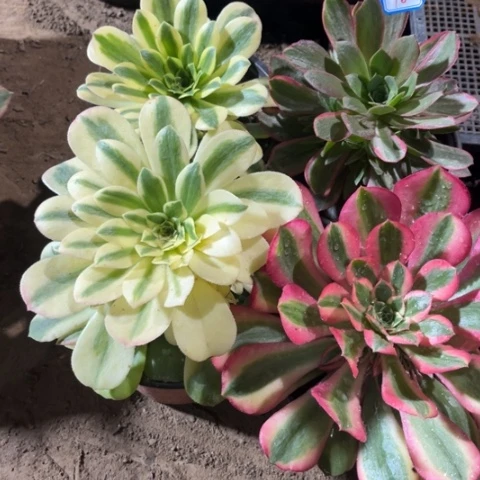 076多肉植物组合