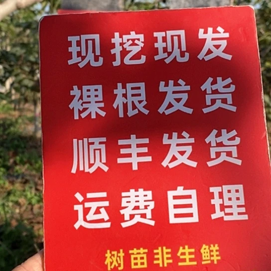 酒***人文玩核桃吊坠预定盘山一颗