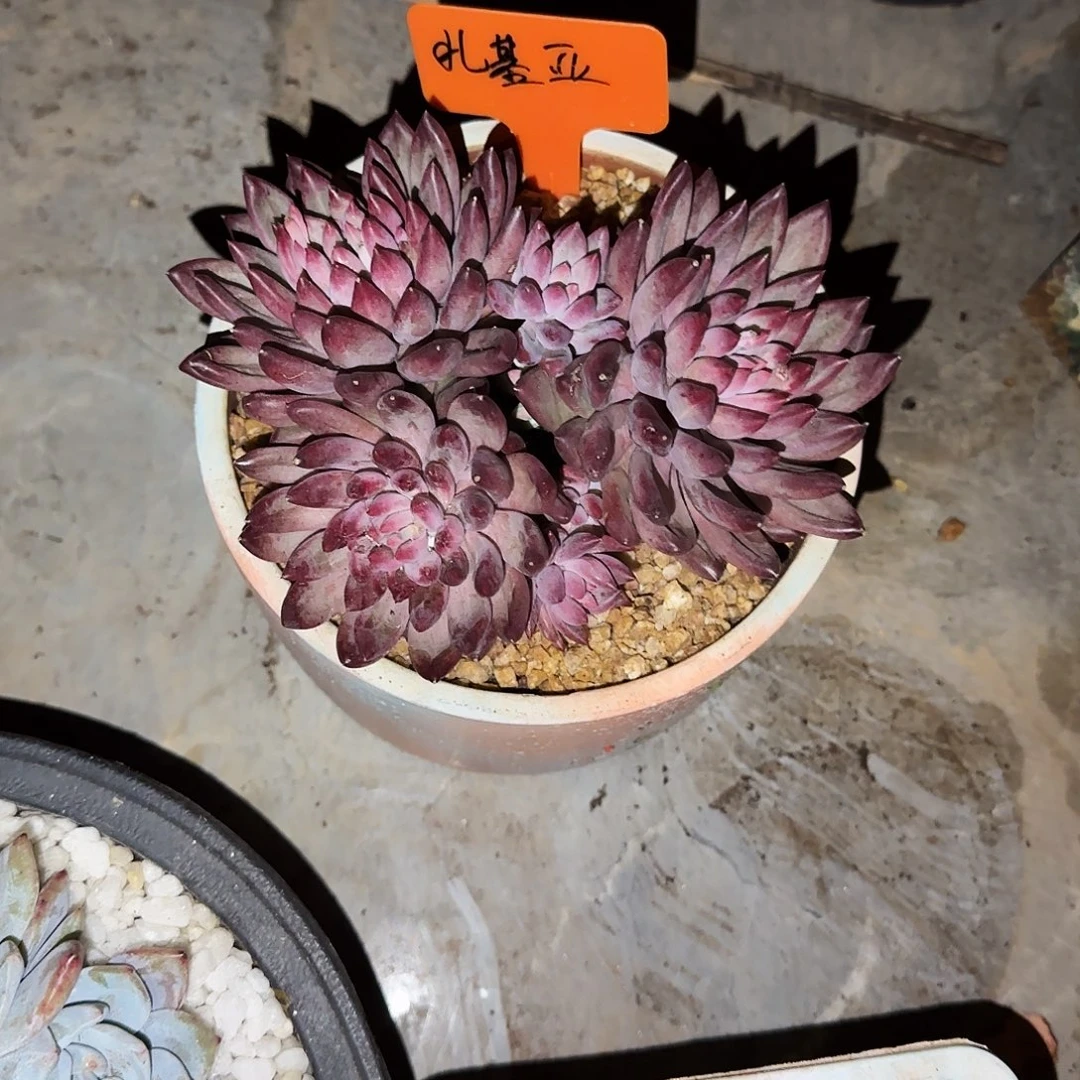 小小弟精品多肉流沙鱼