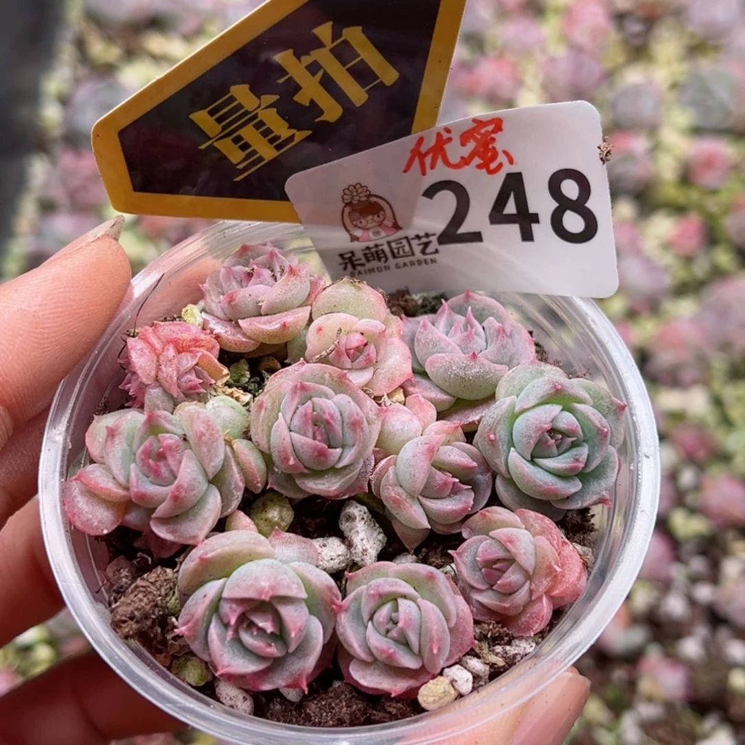 多肉植物多肉植物