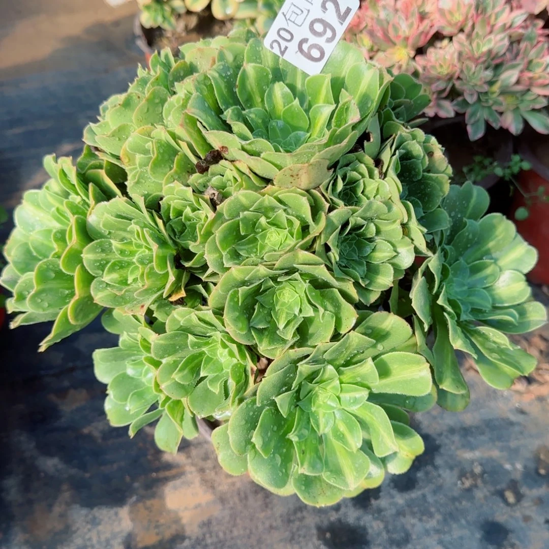 翡翠琉璃692满20包邮断枝不包