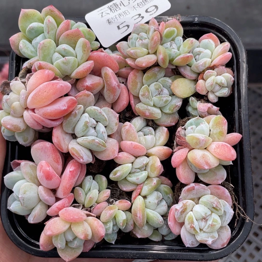 云糖心多肉植物539