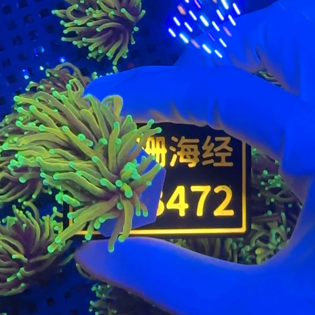 不***门纽扣珊瑚又又不包邮龙魂金B472