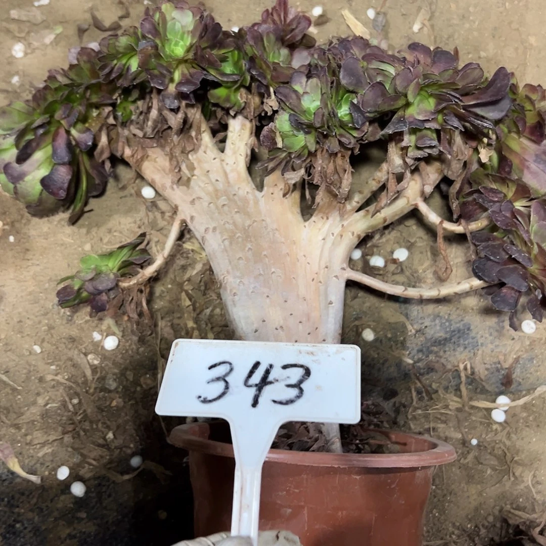 多肉植物铜壶一体化343