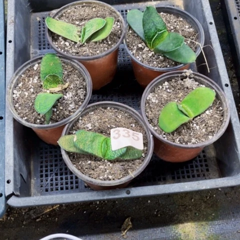 335卧牛脱土一物一图如图