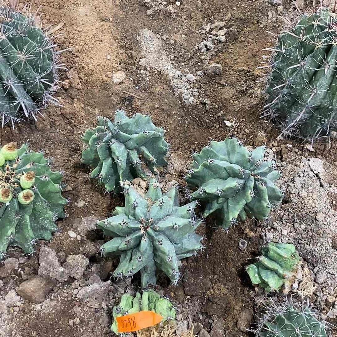无花朵㞮*专拍。