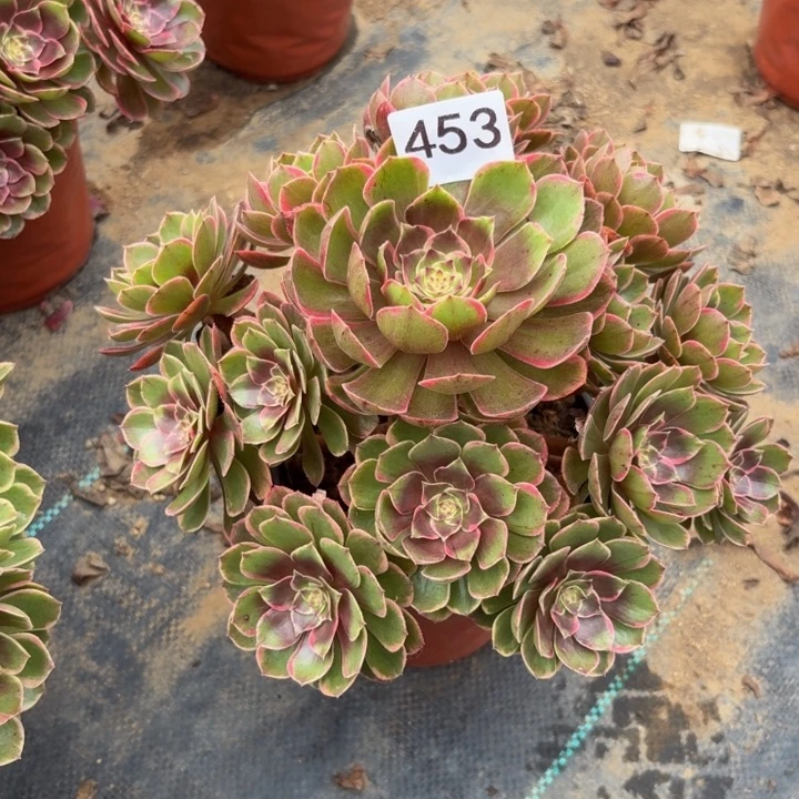 粉花夭多肉植物不包损453