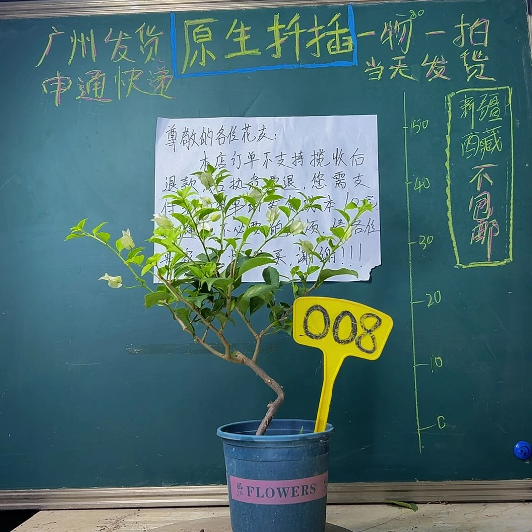 当前无花栽培后可以开花 造型杆 白雪公主 008