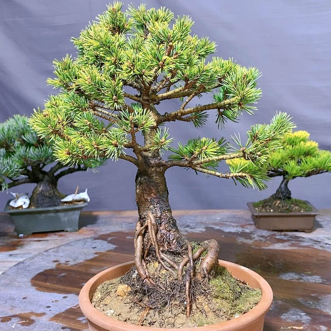 【闪购商品】无花朵万*户