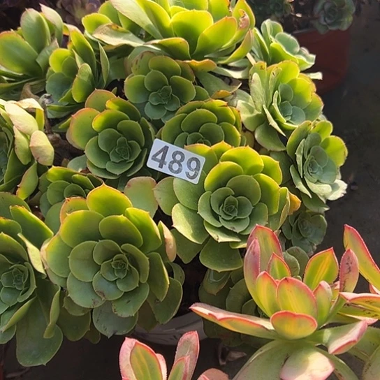 天***意多肉植物一个八尺净