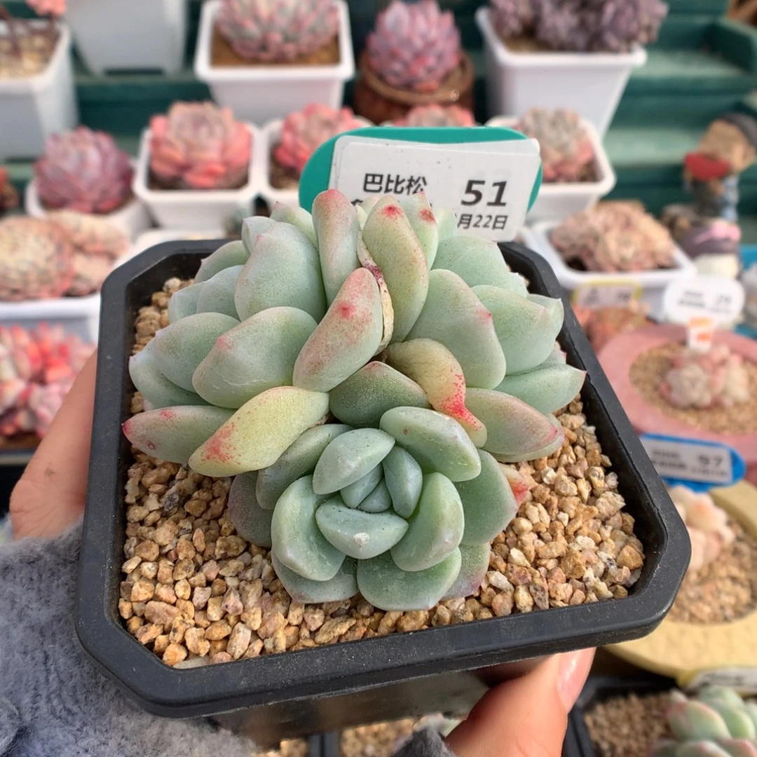 51三头冰玉石化多肉植物