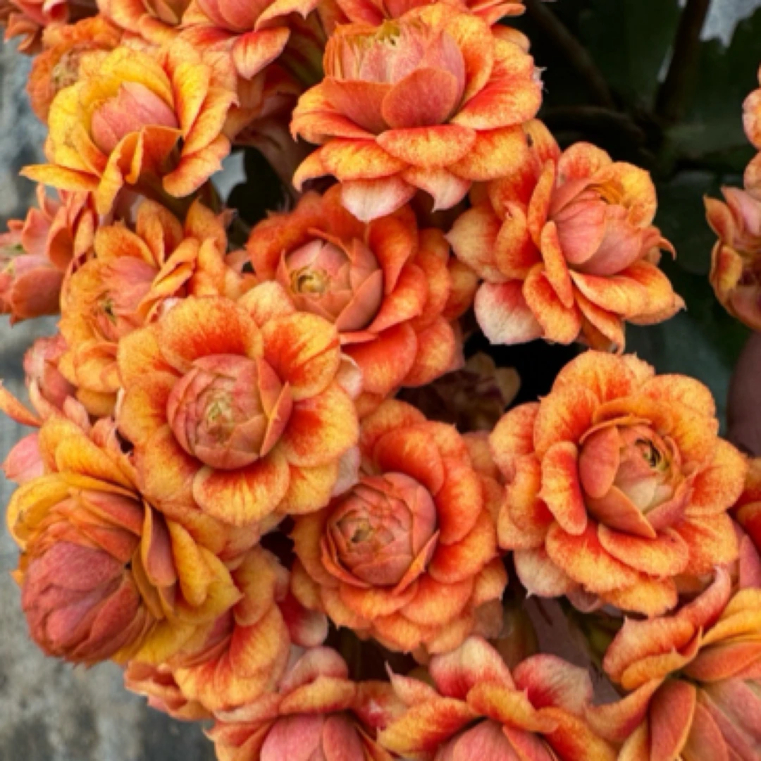 霓虹~大花 花苞多  花期长  室内阳台盆栽