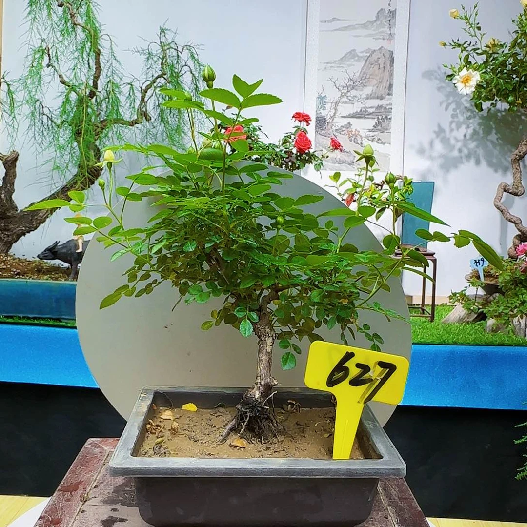 年**苦d f f g h hi