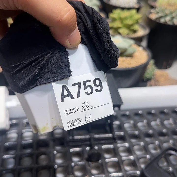 （***0实生仙人球特价一颗