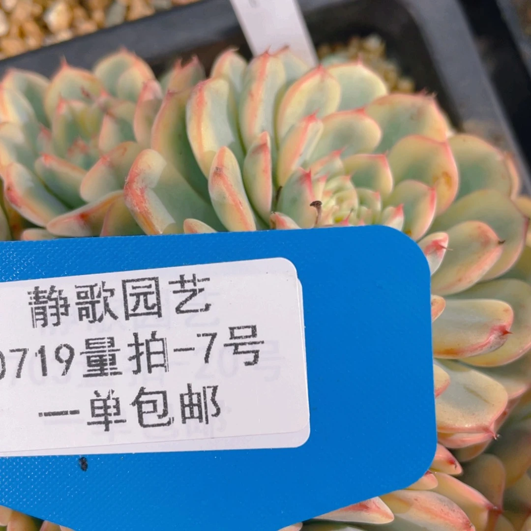 0719-7-姬莲锦群生一颗