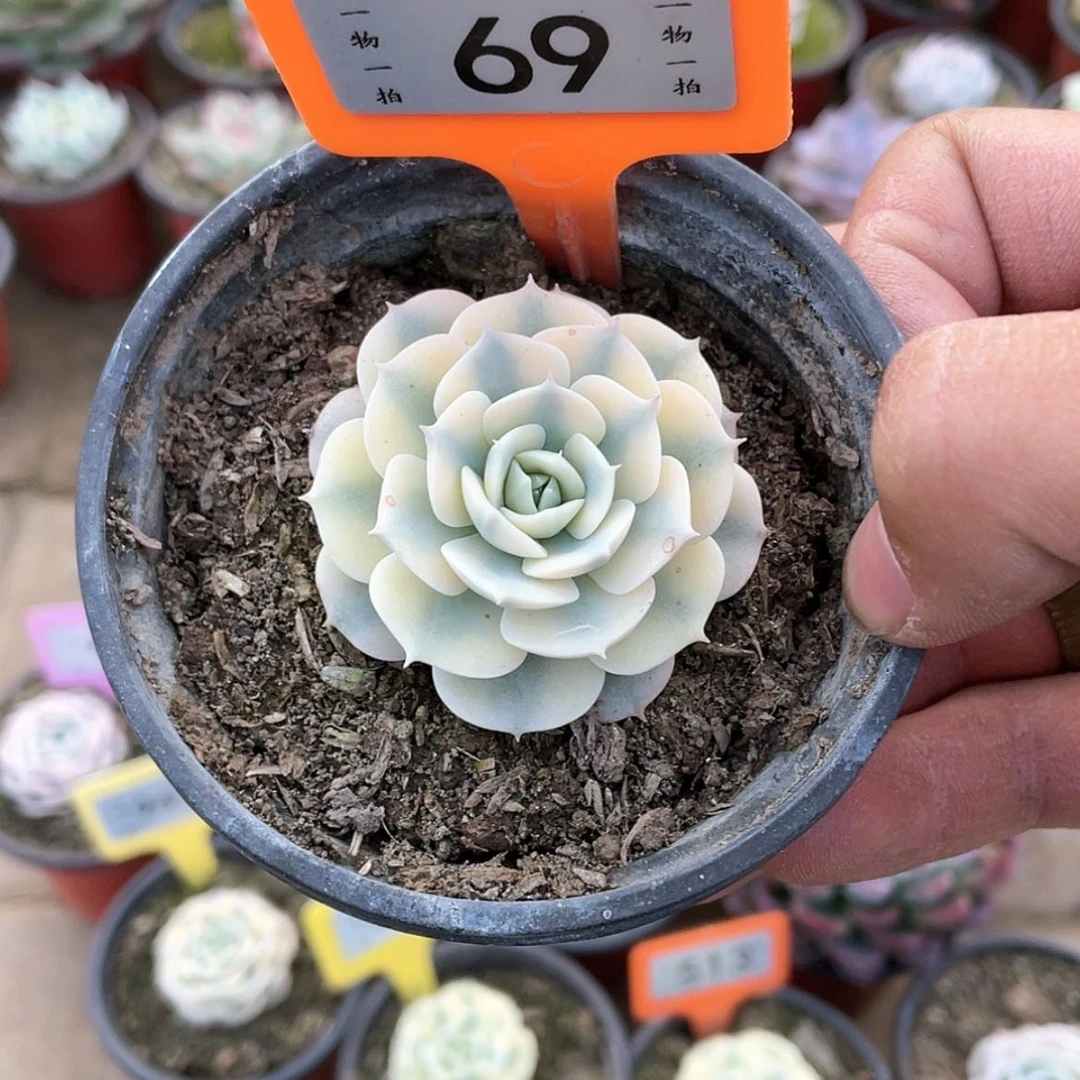 【闪购商品】青*'69号多肉