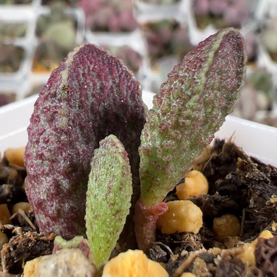 w花猪肝多肉植物水泡