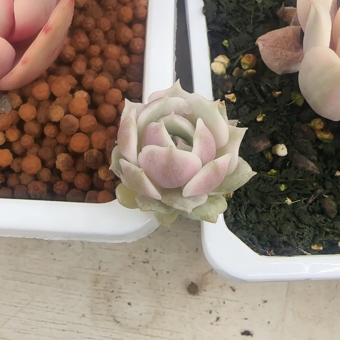 A***n露娜连锦多肉植物