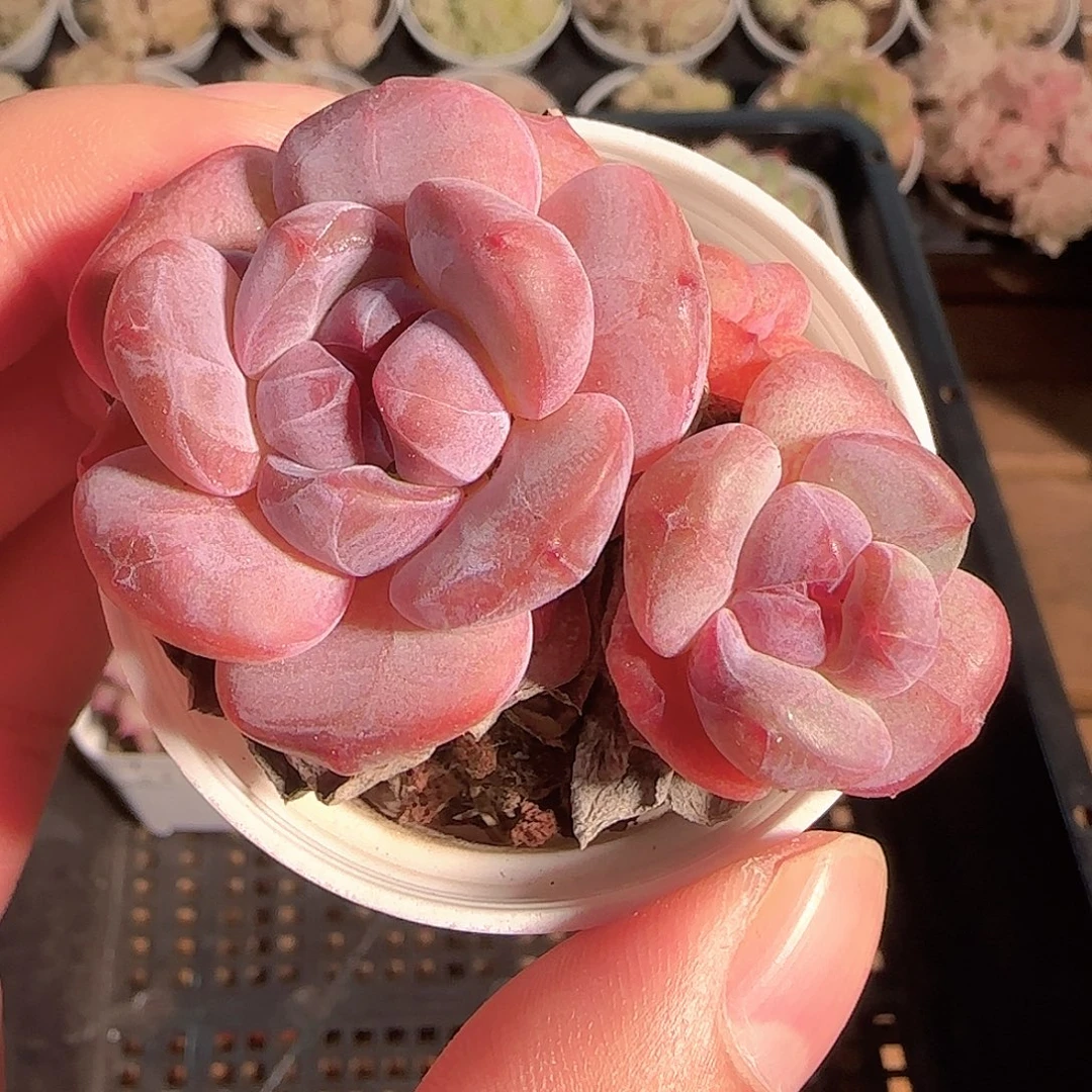 多肉1125-09石榴籽星影双头