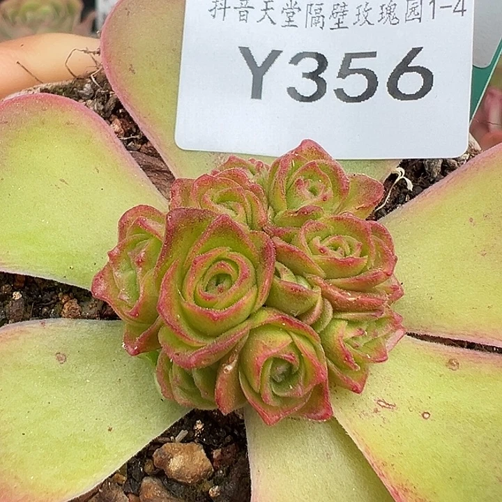 杨356 若初x各种花球