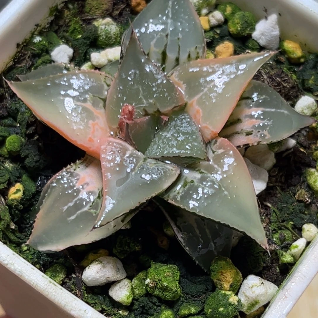 半**殇恭喜发财大吉大利0043