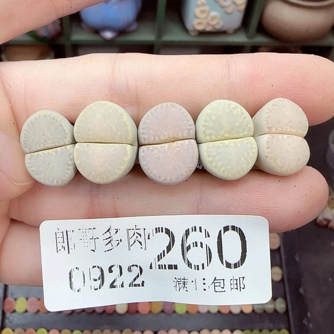 满满18包邮0922-260