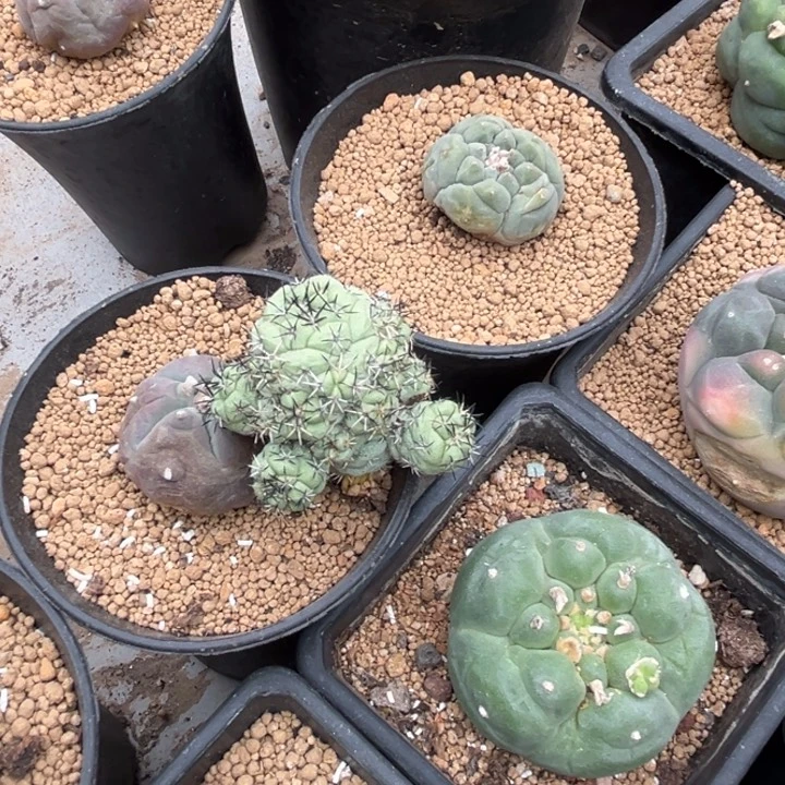 三*帝王丸子仙人球开花
