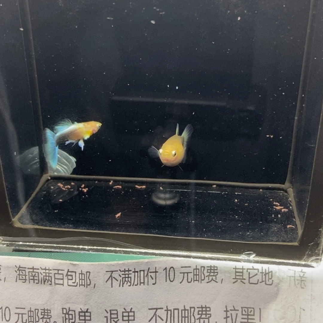 孔雀鱼黄花蓝礼服孔雀鱼